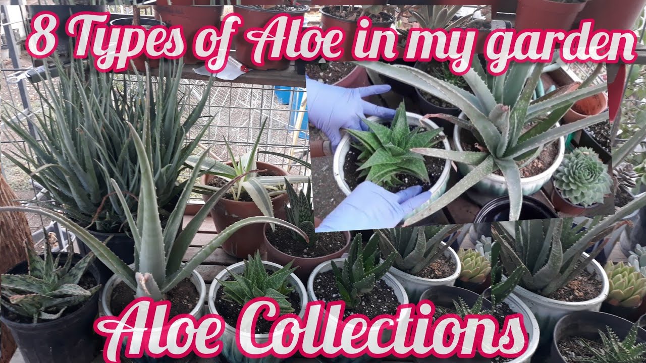 Different types of aloe / Variegated Aloe Vera |Aloe Vera Plant #Aloevera #variegatedaloevera