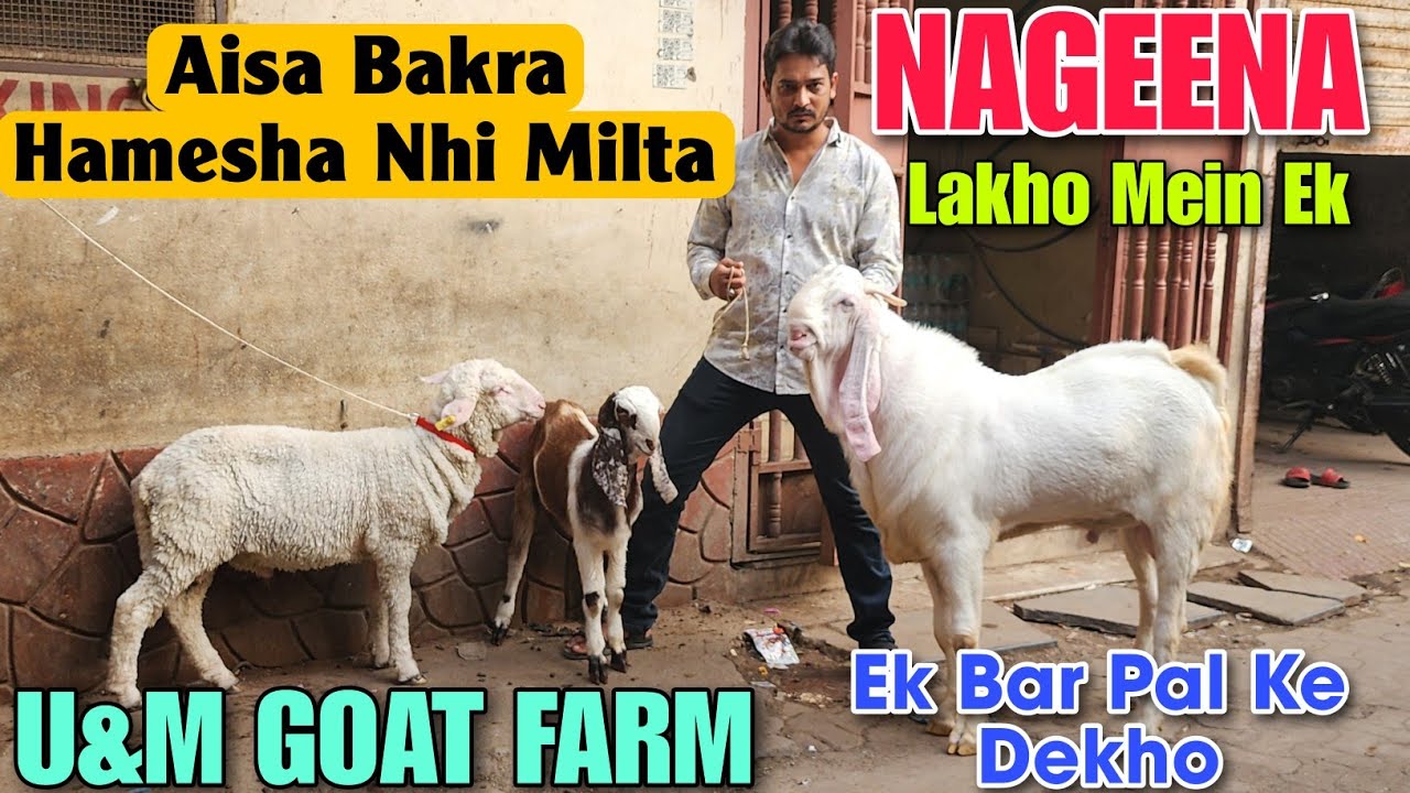 Aisa Bakra Hamesha Nhi Milta At U&M GOAT FARM | Nageena Lakho Mein Pal Ke Dekho In Bhiwandi 