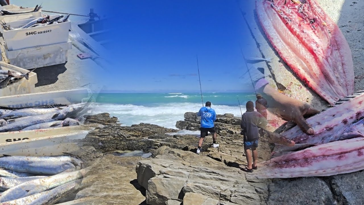 Snoek at Struisbaai / Cape Aghalus/ Bronzie Sharks and Snoek head