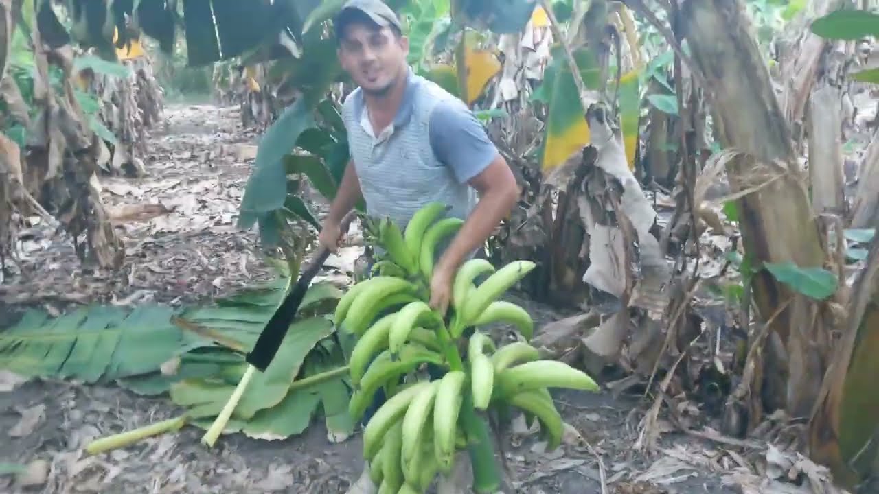 Começando a colheita do segundo cacho de banana brs terra anã plantada em março 2024.