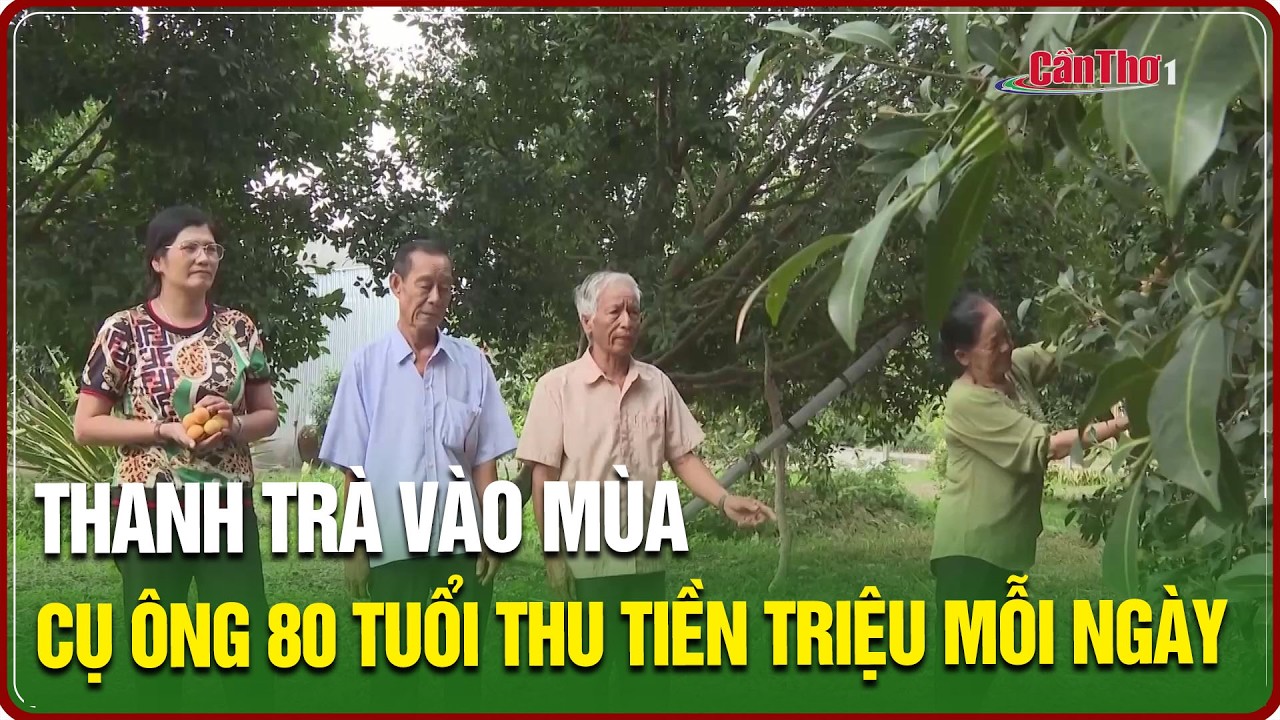 Thanh Trà vào mùa - cụ ông 80 tuổi thu tiền triệu mỗi ngày | NNST