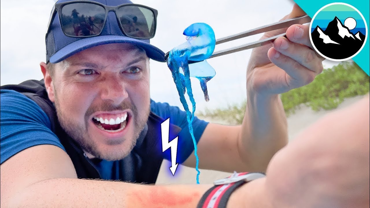 È STATO PUNTO DA UNA MEDUSA - LA CARAVELLA PORTOGHESE | Brave Wilderness Italiano