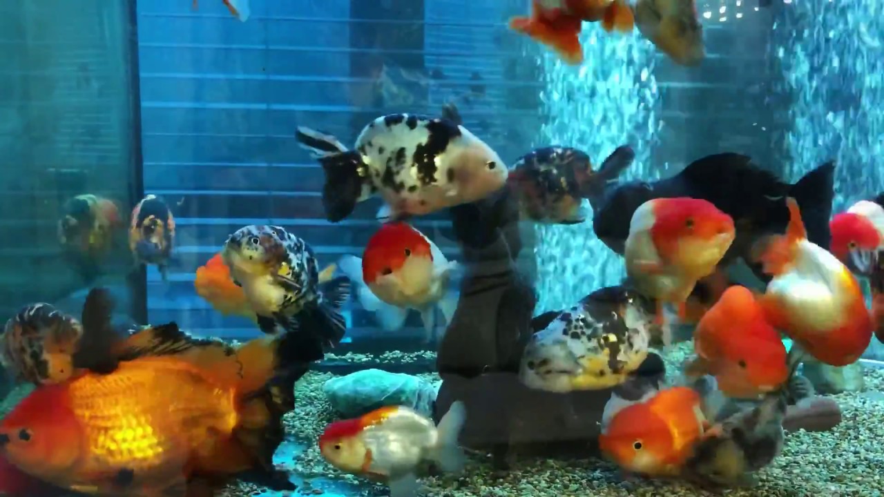 3000 mm Goldfish tank