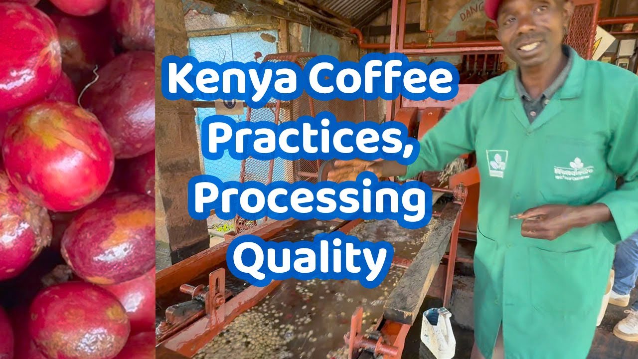 Kenya Coffee: Practices Processing & Quality