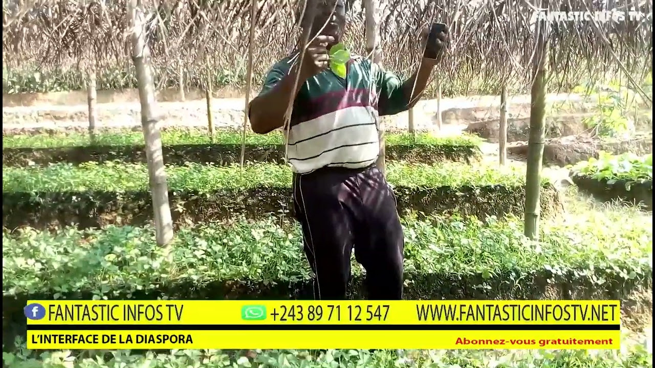 comment cultiver le  céleri blanche avec l'agronome  Donatien ( Lingala move)
