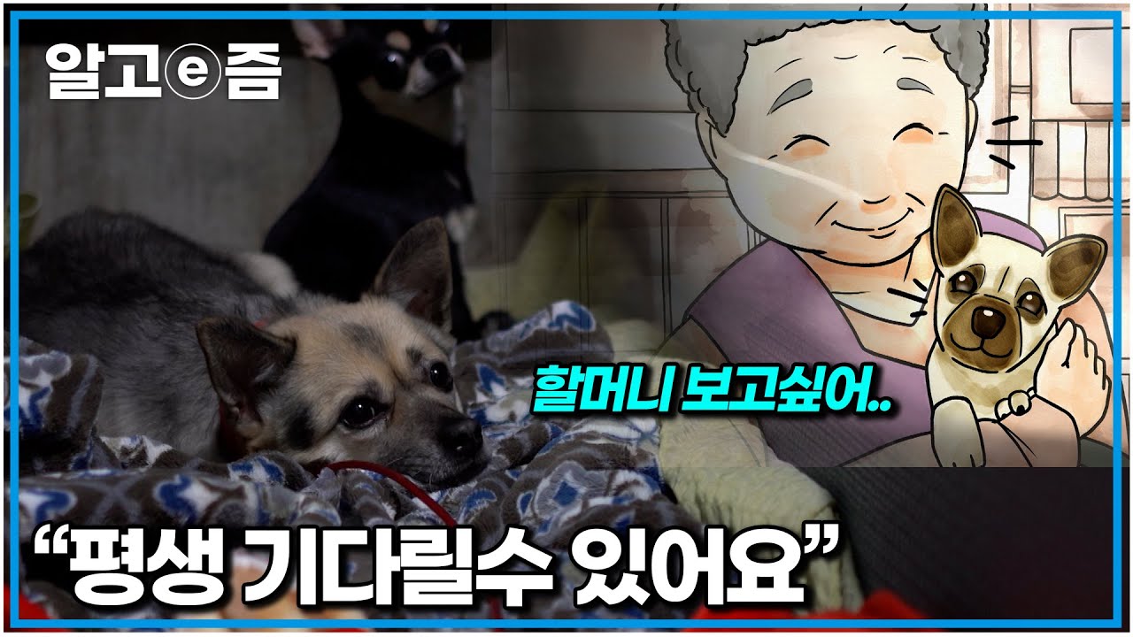 할머니 언제와? 돌아가신 할머니를 하염없이 기다리는 강아지｜세상에 나쁜개는 없다｜알고e즘