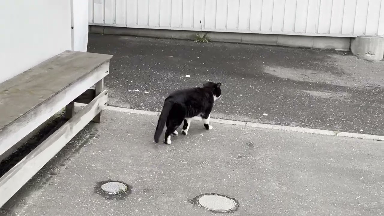 紋別にいたハチワレ猫さん1