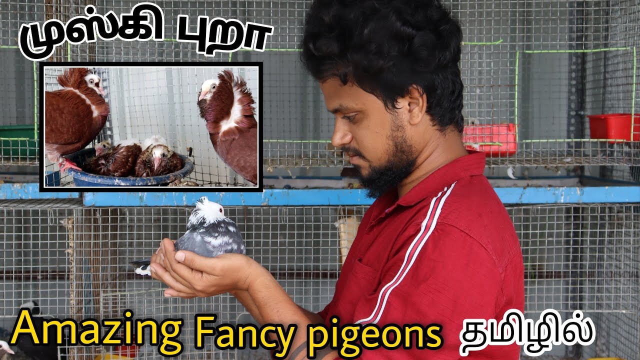 குறைந்த விலையில் FANCY புறாக்கள் | PEGION FARM | MMC LOFT 🕊 தமிழில்