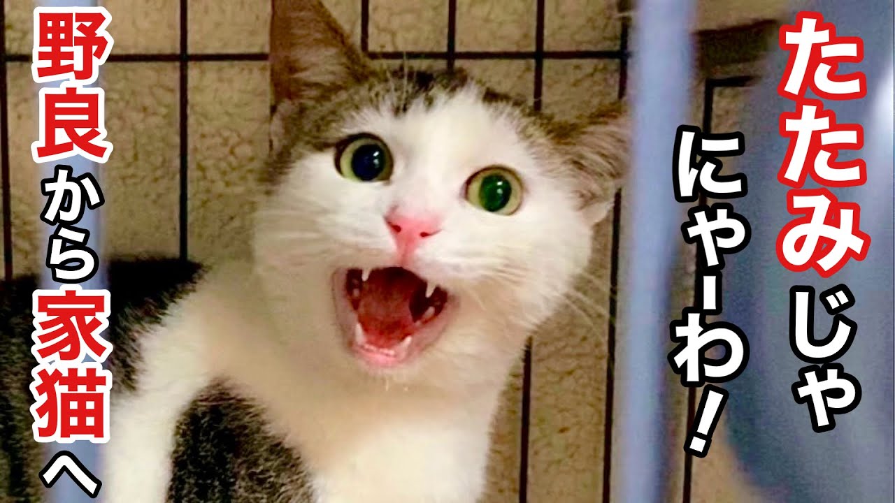 【元野良子猫】家猫デビュー! たたみに似過ぎて 家族で大騒ぎ!
