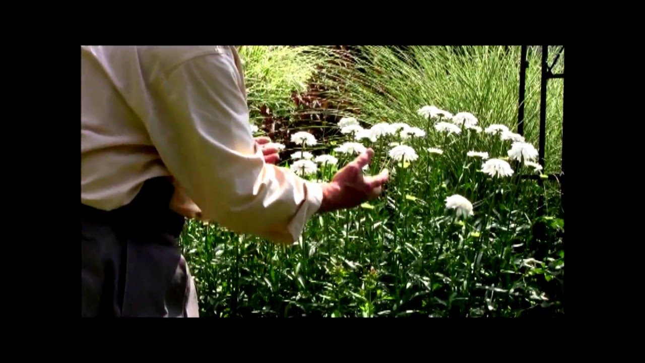 Best Flowering Perennials - Shasta Daisy 'Ice Star'