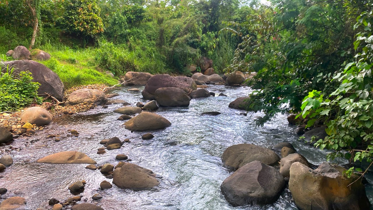 [10 Hours] Goodbye Boredom In Minutes by the Serene Forest River with Slow Flowing Water Scene
