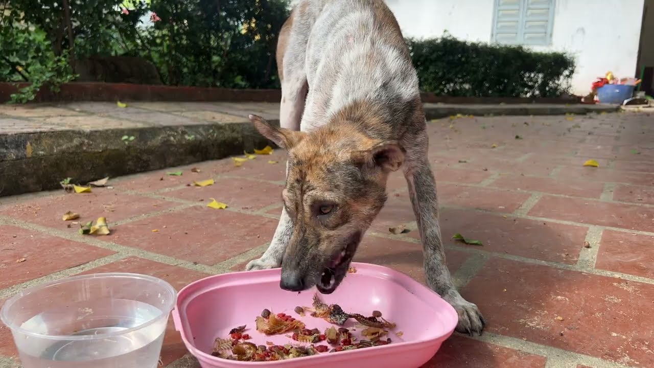 The Stray dog steals food's cat....
