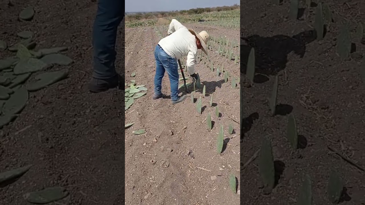 as&iacute; se planta el nopal