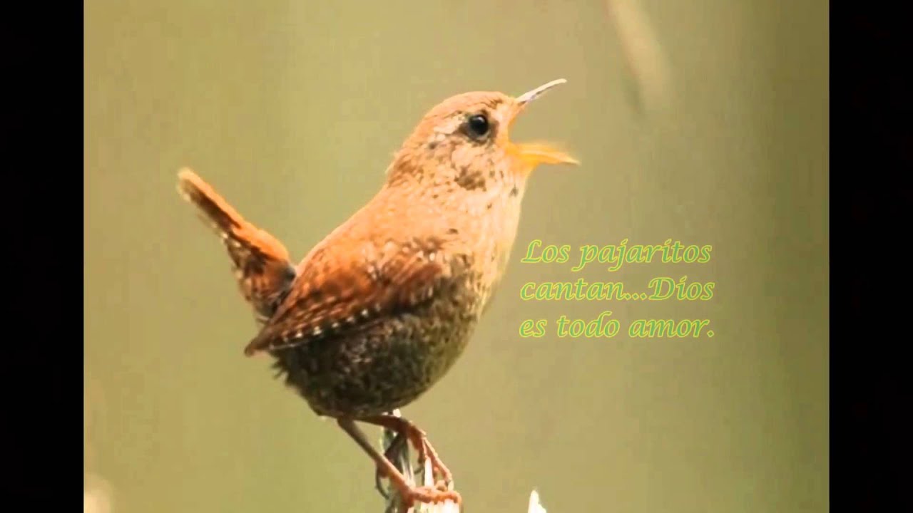 18.-  LOS ARBOLES SE MECEN   (Completo)
