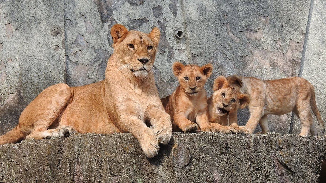 ライオンの親子 (広島市安佐動物公園) /  Lion parents and cubs (ASAZOO in Hiroshima)
