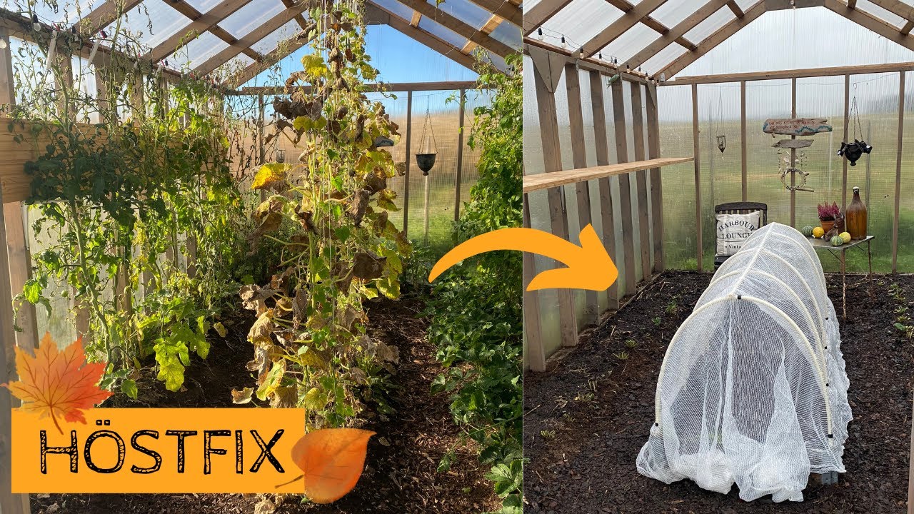 Att ordna inför hösten i växthuset. Plocka ner tomaterna, rensa upp och höstså bladgrönt