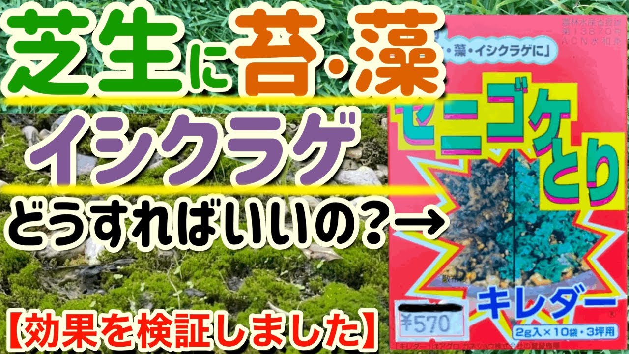 【苔用除草剤】芝生・庭のゼニゴケとりキレダー【イシクラゲ・藻・ガーデニング】