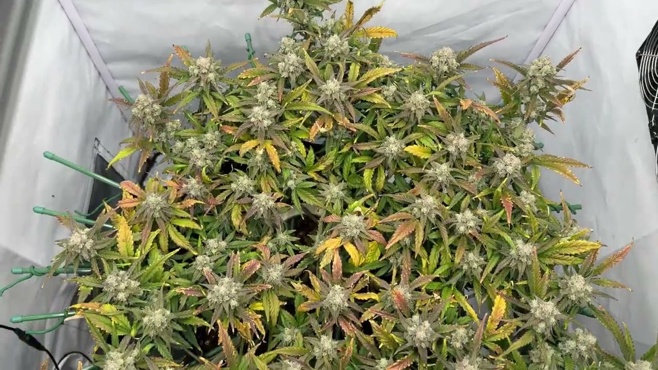 Amnesia Haze Auto - Soma Seeds, end flowering