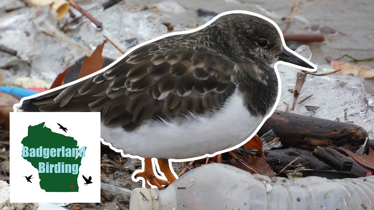 Finding a Species that is NOT Supposed to be Here on Christmas Eve (Ruddy Turnstone)