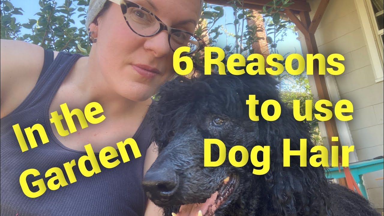 6 Great Reasons To Use DOG HAIR and Sheep's Wool  in the Garden