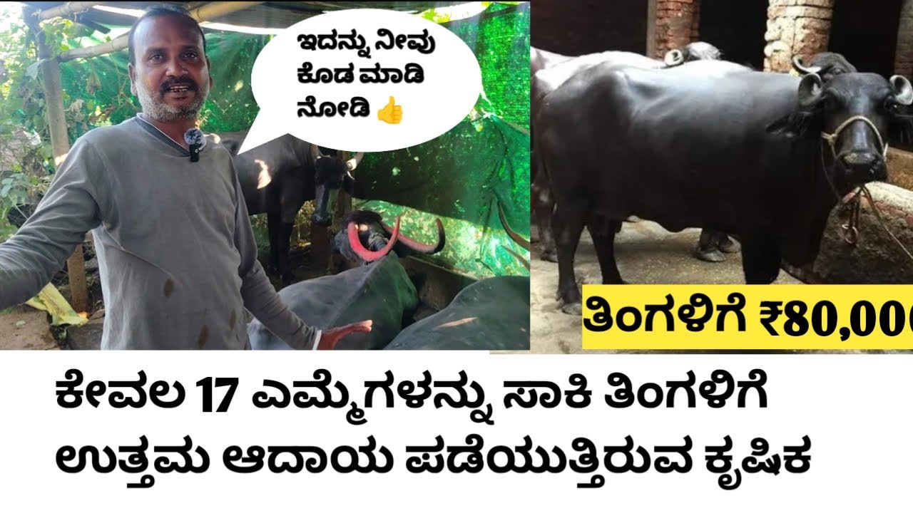 “17 ಎಮ್ಮೆಗಳಿಂದ ತಿಂಗಳಿಗೆ ₹80,000 ಗಳಿಸುತ್ತಿರುವ ಕೃಷಿಕನ ಯಶೋಗಾಥೆ | Dairy Farming Kannada”