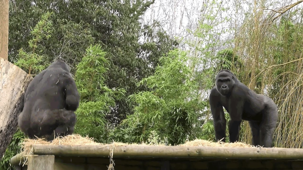 Tense clash of female gorillas at Bristol Zoo