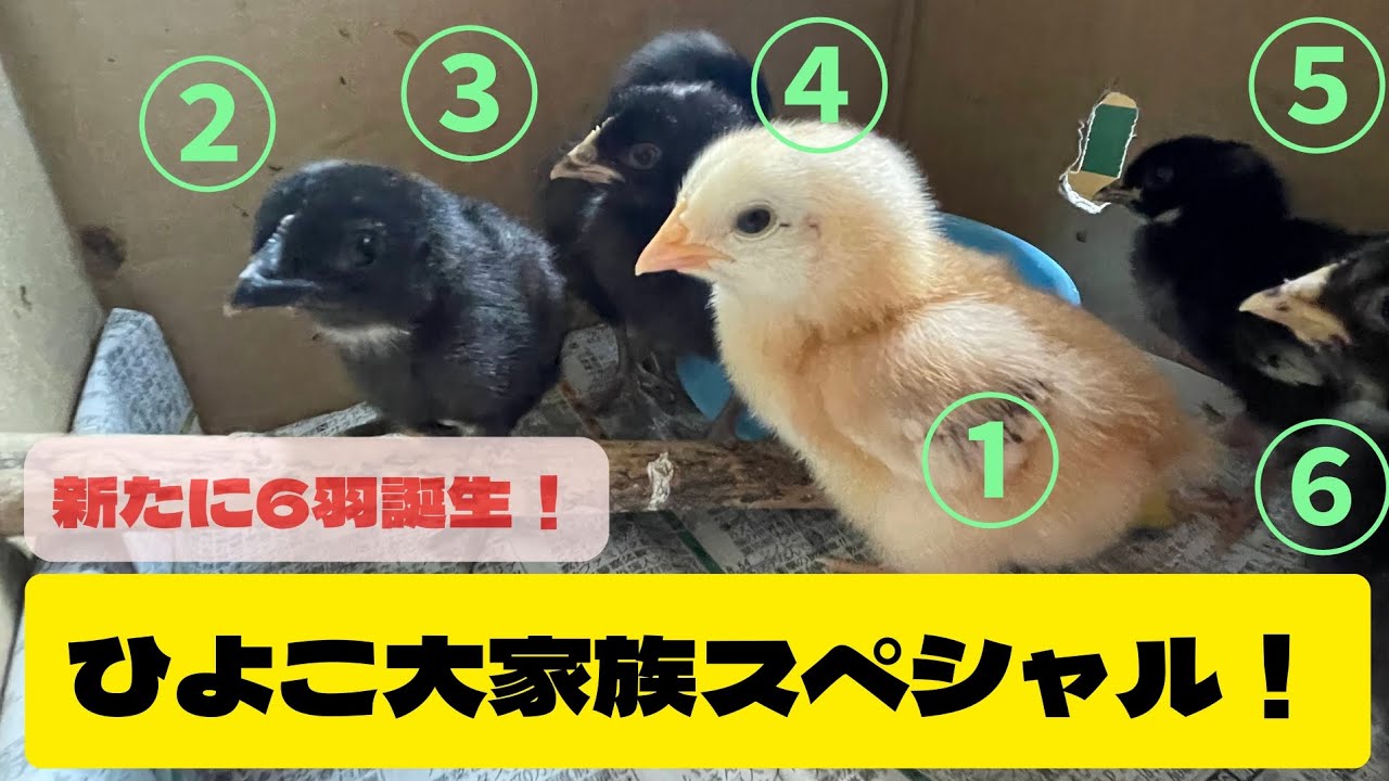 #11 【また新たにひよこが生まれた！】一気に家族が増えました。大家族スペシャル！！