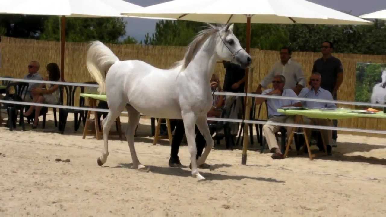 Spring Festival 2011| Caballo árabe| Subasta| Equus Arabians