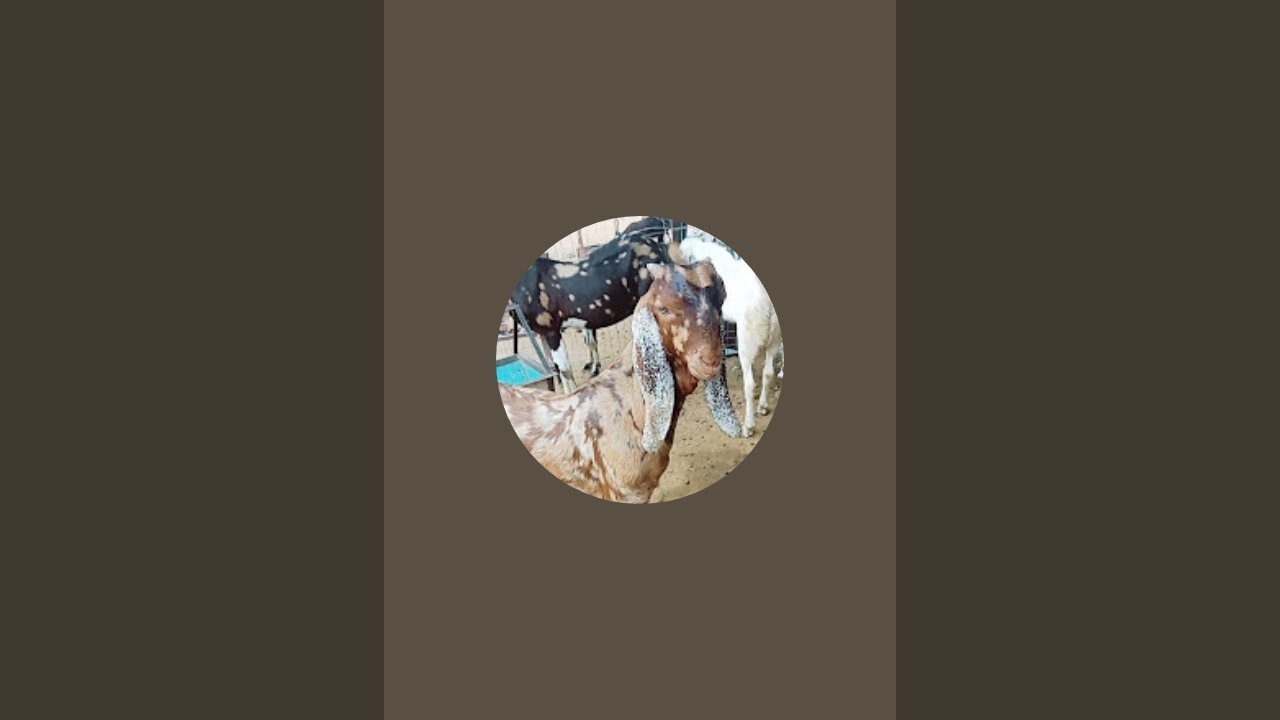 Jhunjhunu Goat Farm | Desi Murga Farm