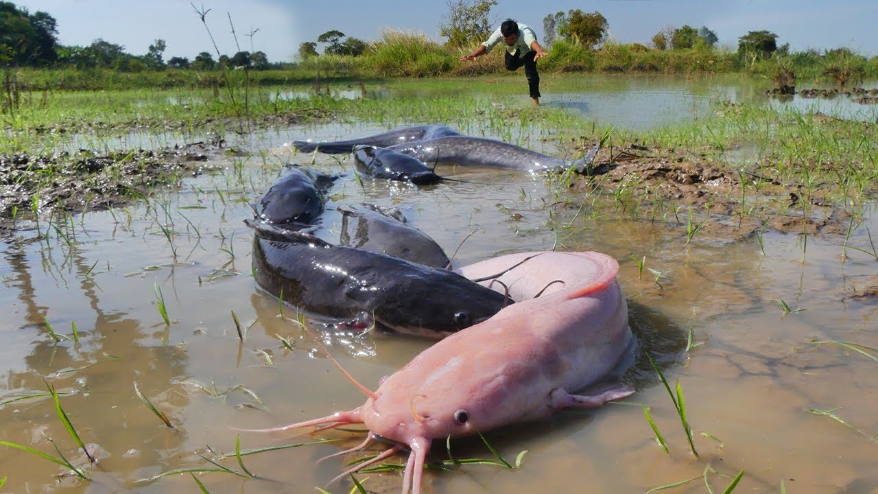 Unbelievable! So Many Giant Catfish in One Place 🐟🔥