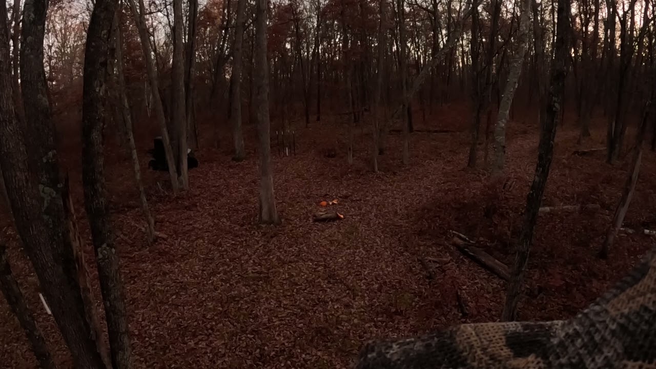 Sunrise Saturday rut hunting