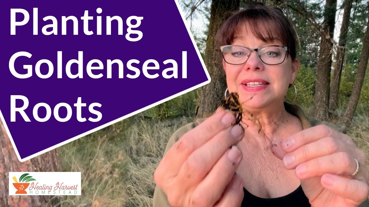 Sustainable Herbalism: Planting Goldenseal Roots