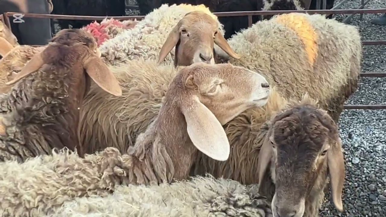 20 февраля 2026 г.