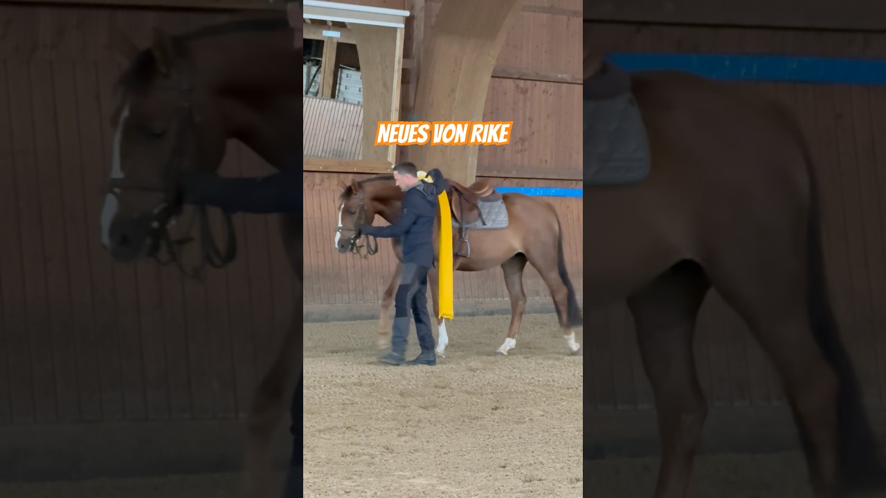 🥹 Neues von Rike 🥹Besondere Pferde - besondere Ma&szlig;nahmen&hellip;#horseman #ponyhof #jungpferdeausbildung