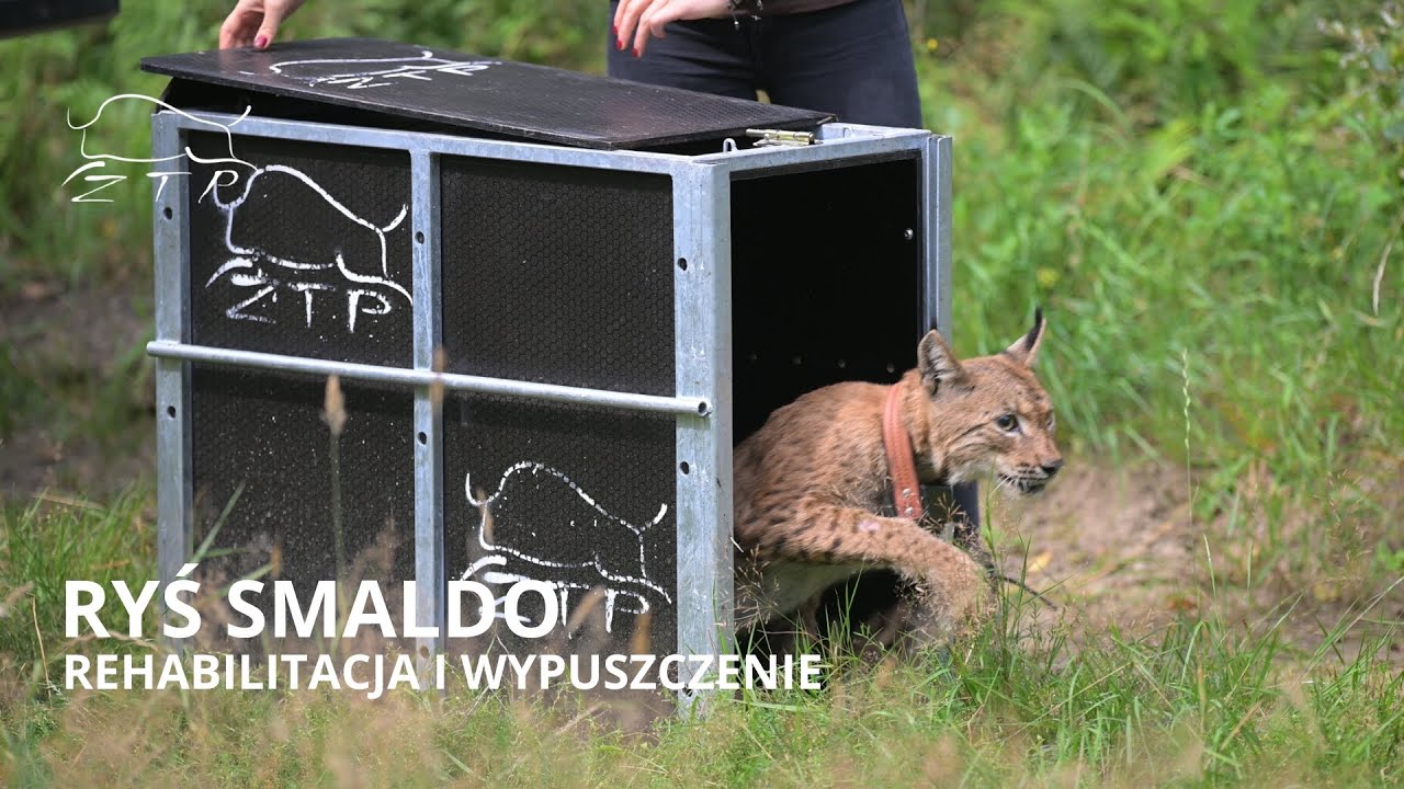 Wypuszczenie rysia Smaldo po leczeniu | Zachodniopomorskie Towarzystwo Przyrodnicze