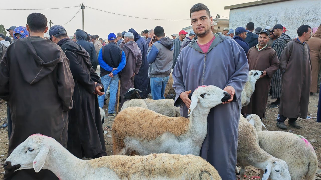اتمنة النعجة والدة وضارة رواسية اليوم من سوق سبت سطات
