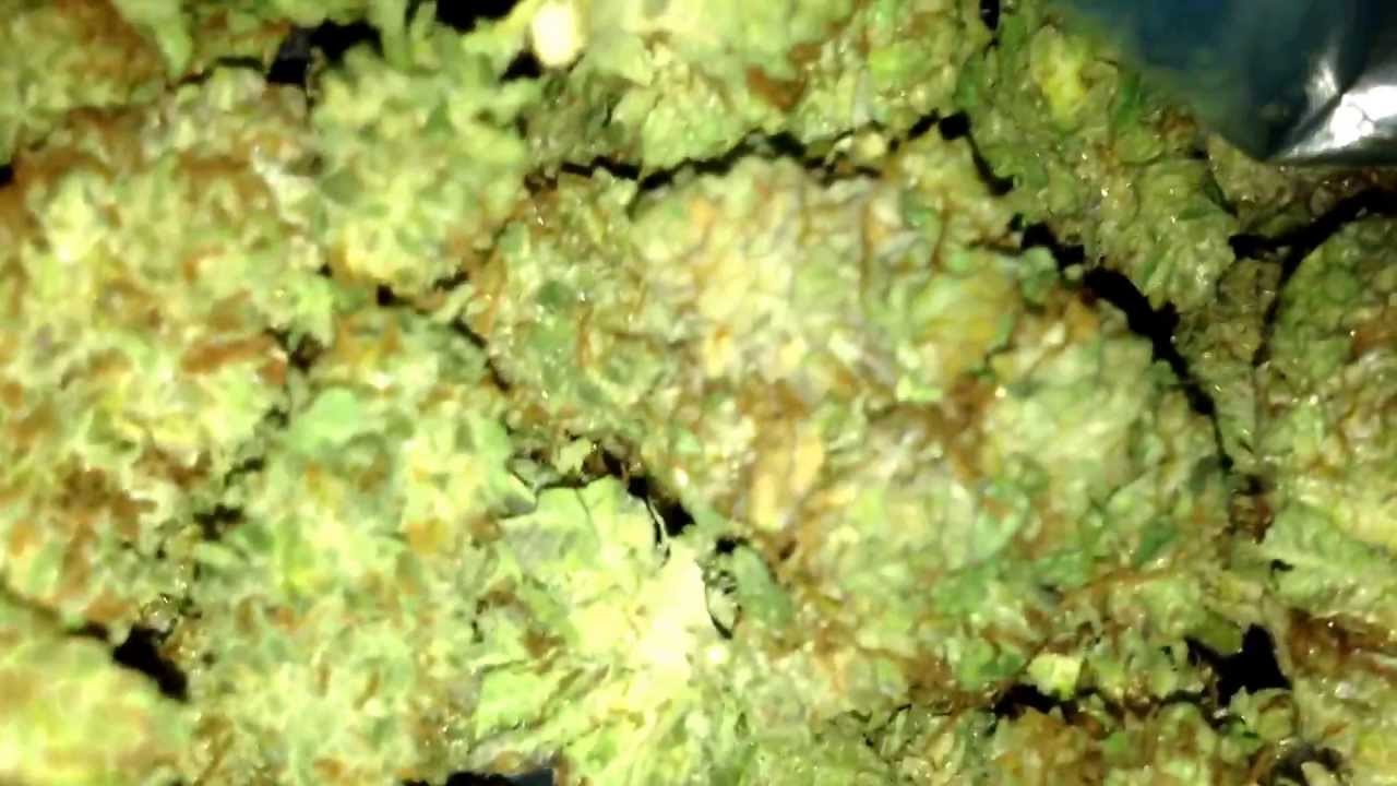 P-98 strain (PurplePrincessXPurpleKush)
