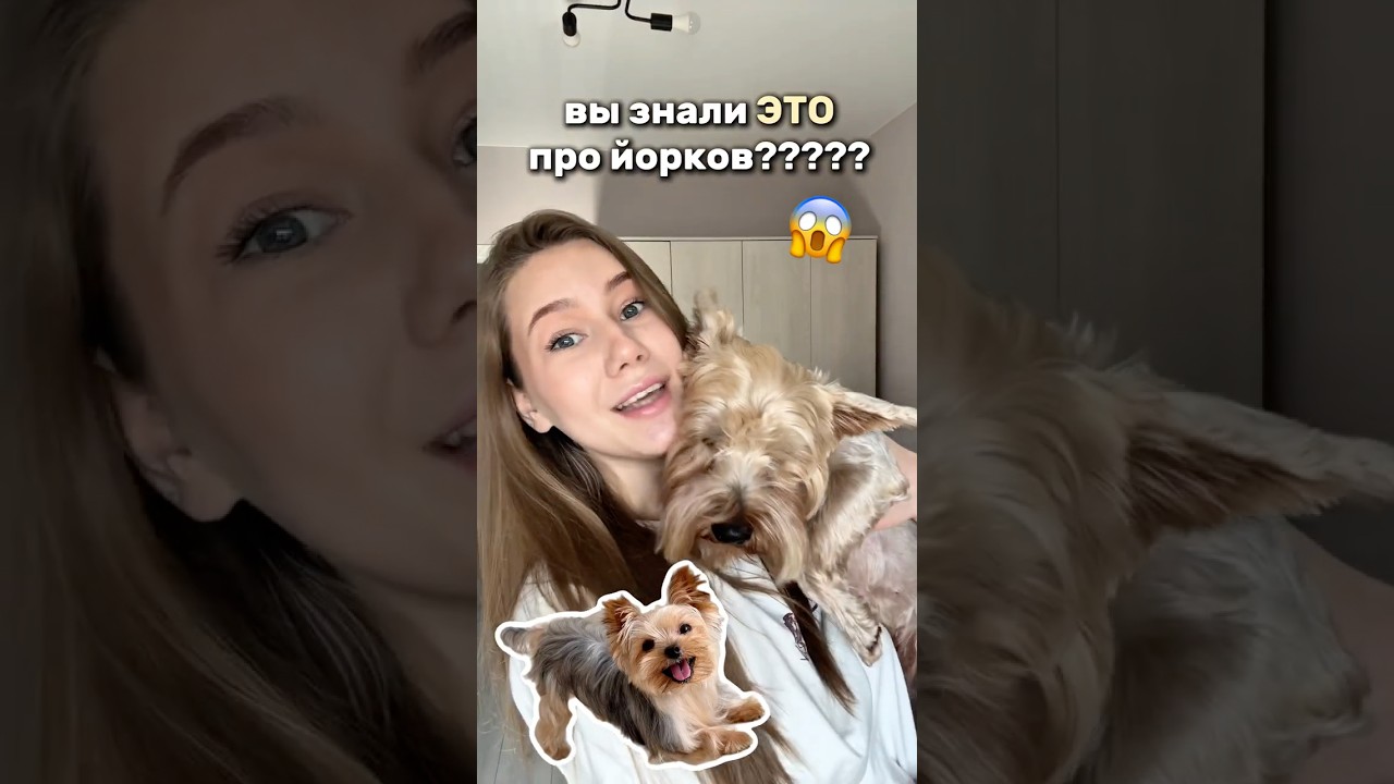 Я была в шоке , когда узнала это! Вот тебе и маленький йорки 🫢 артикул на гель   #WW289326