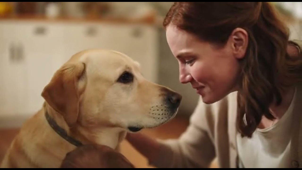 Dog caring moments with kid 