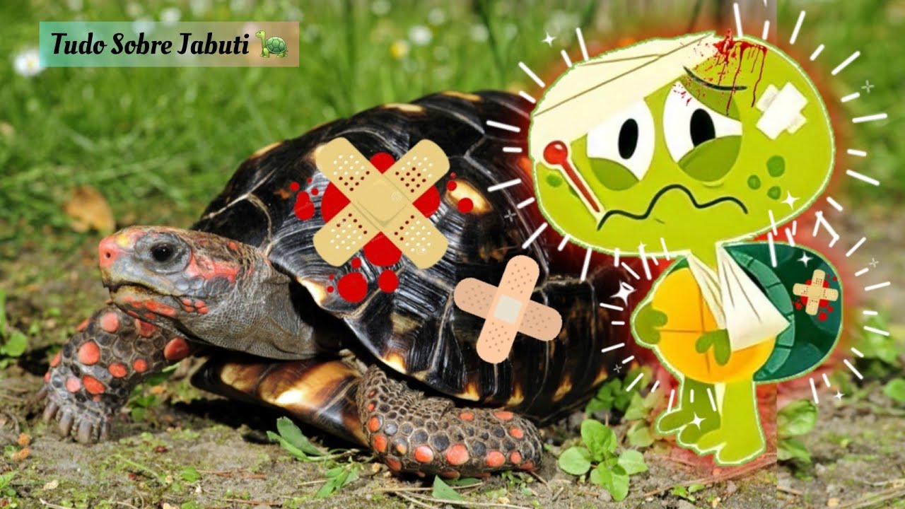 Doenças do Jabuti. Todas as Doenças de Jabuti. Jabuti Doente.