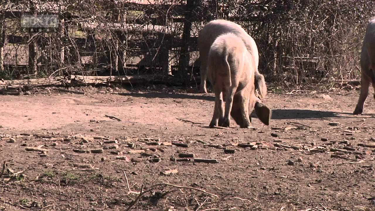 Produção Porco Bísaro - Póvoa de Lanhoso