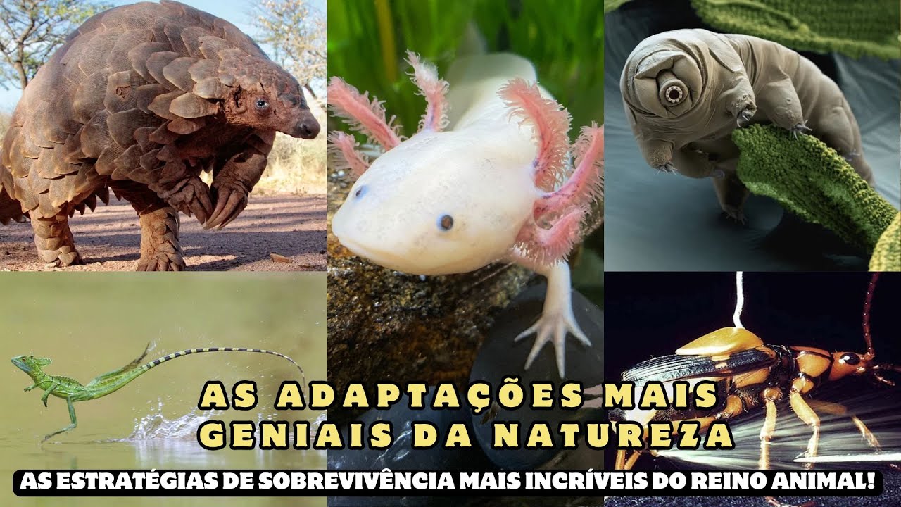 As 10 Adapta&ccedil;&otilde;es Animais Mais Incr&iacute;veis do Planeta!