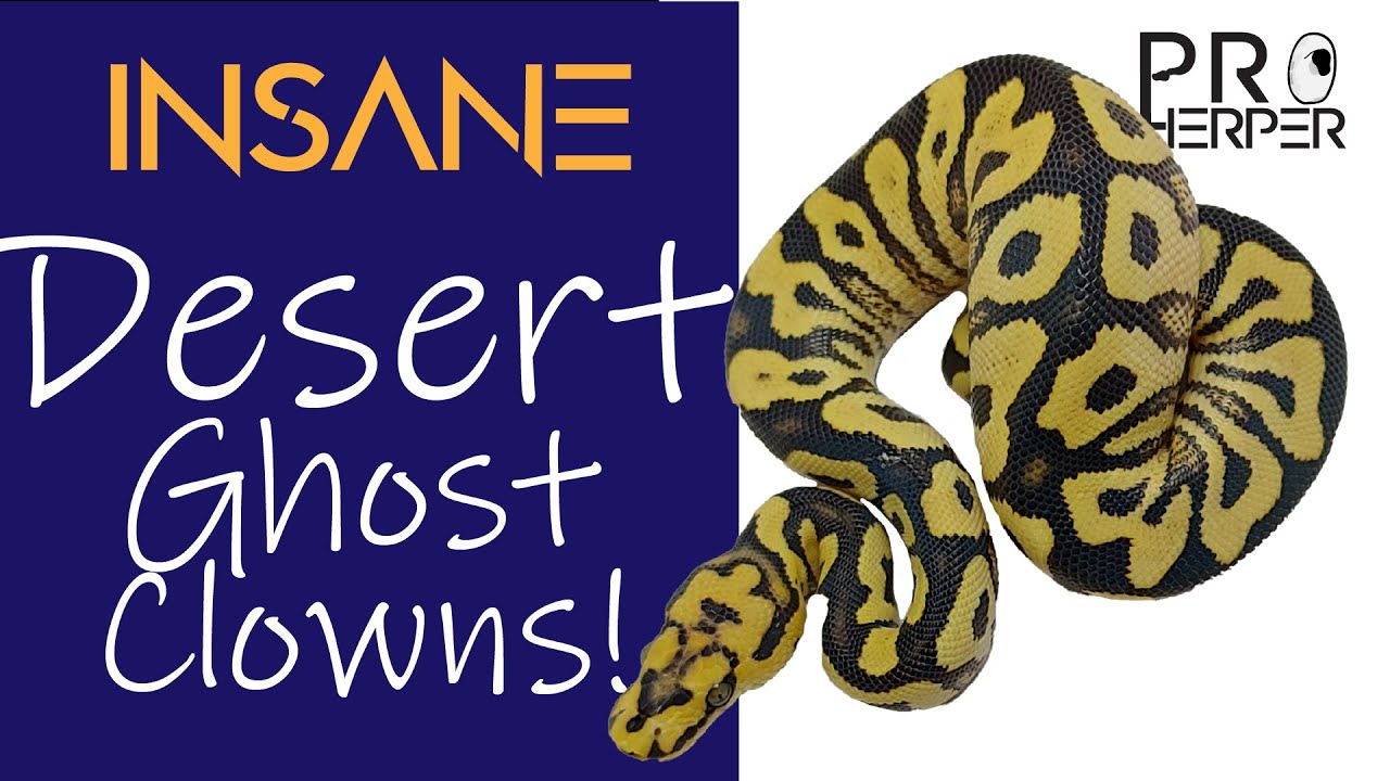 Showing off these Desert Ghost Clown ball pythons!