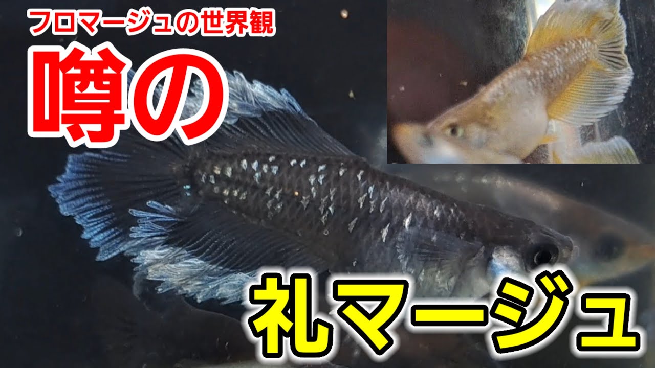 噂の礼マージュ（フロマージュ）は特定の掛け合わせから始まる【秘】礼めだかさん訪問動画【2nd】安らぎAQUAちゃんねる