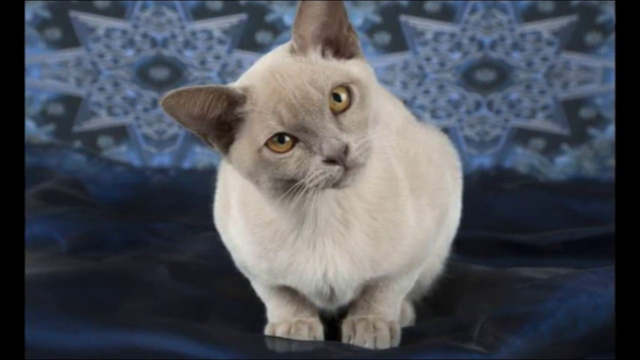 Head Tilt, Disorientation in Cats | Cat Care Tips