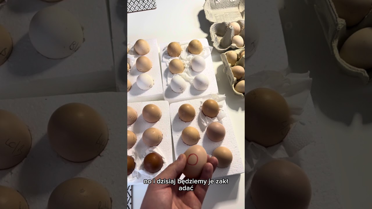 Inkubacja jajek 🥚🐣🐔#ukraine #uk #polska  