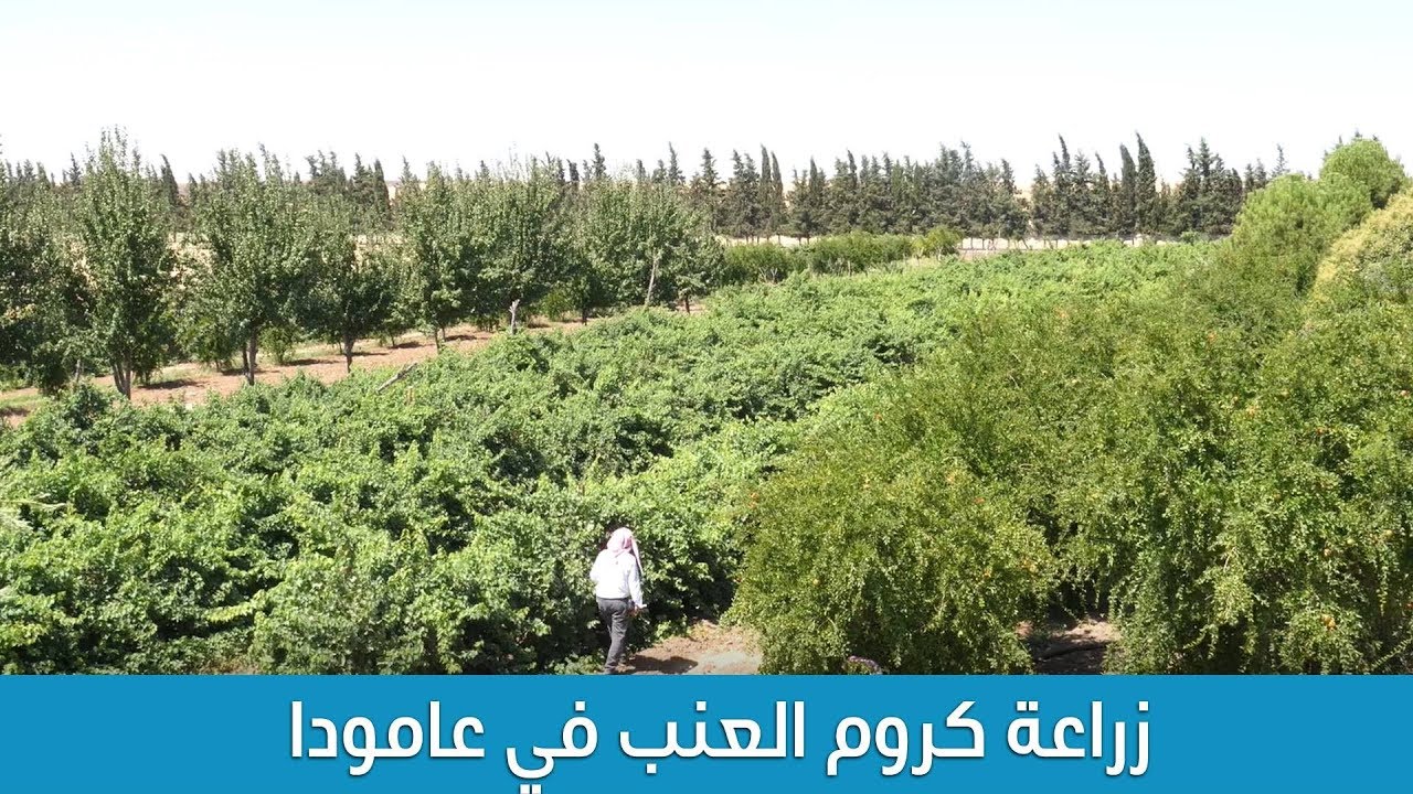 زراعة كروم العنب في عامودا