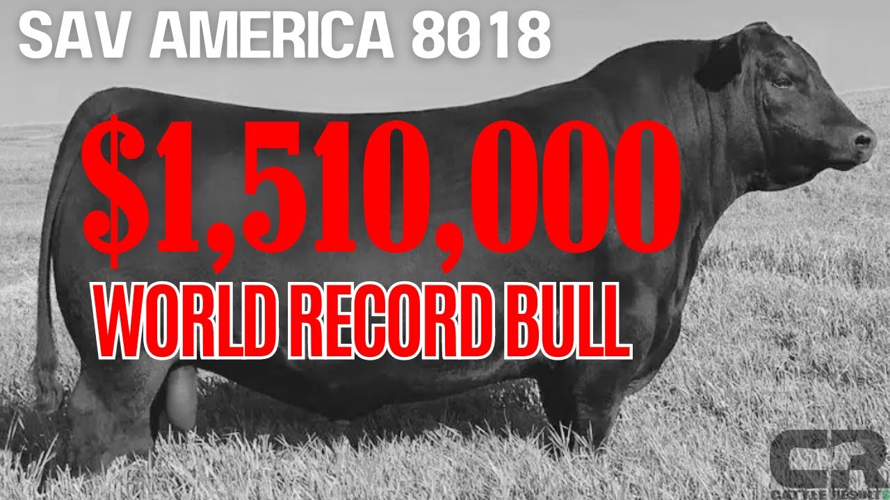 💲💲💲 $1.51 MILLION BULL WORLD RECORD BREAKING BLACK ANGUS SOLD AT AUCTION SCHAFF VALLEY ANGUS