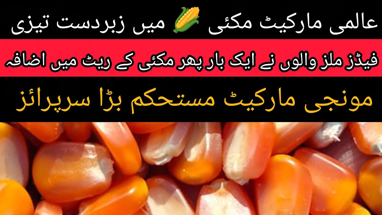 DHAN PRICE TODAY PUNJAB MAIZE RATE TODAY OKARA MANDI PAKISTAN 11.03.2026