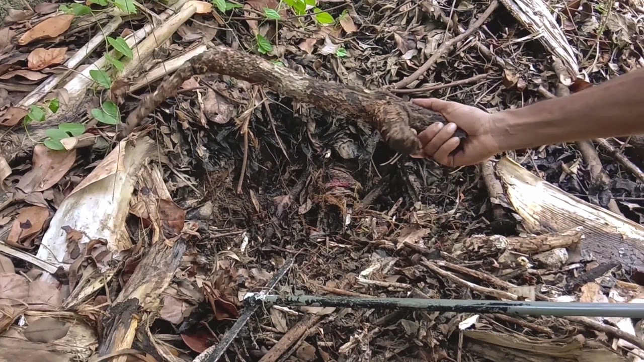 Inside a 6 month old Hugelkultur Garden Bed without irrigation - Opening up #hugelkultur